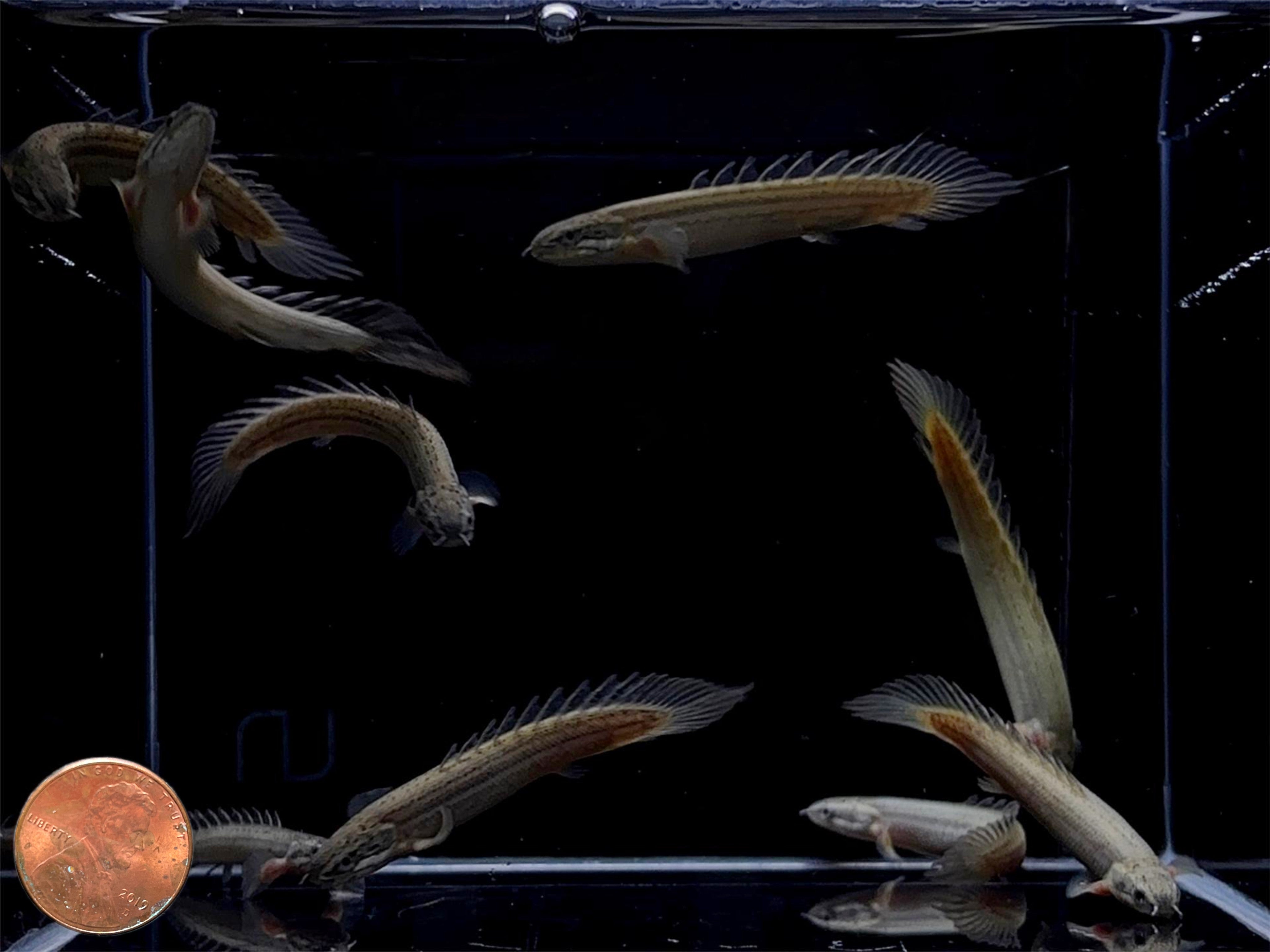 Senegal Bichir