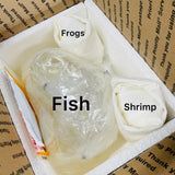 Amano Shrimp XL