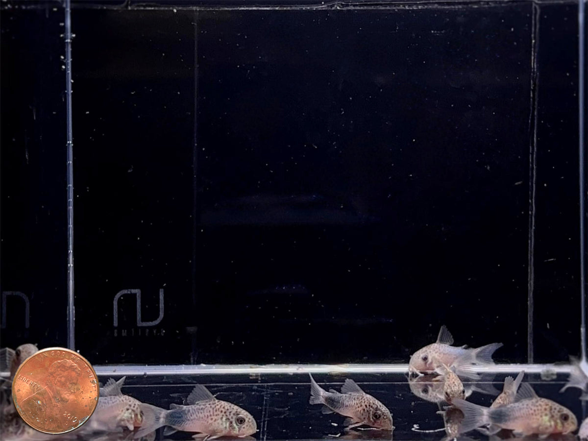 Corydoras similis