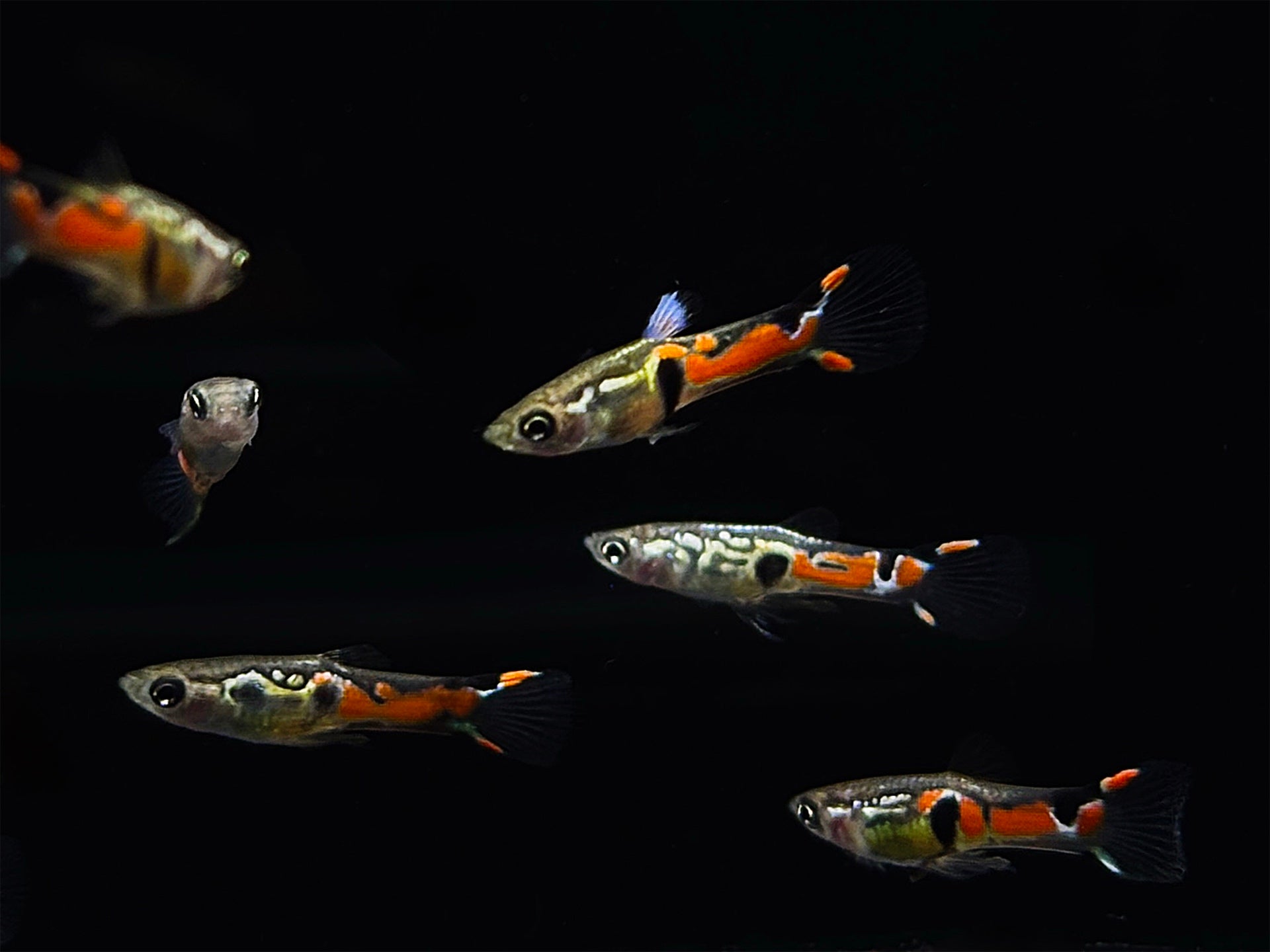 Three Spot Endler Pair