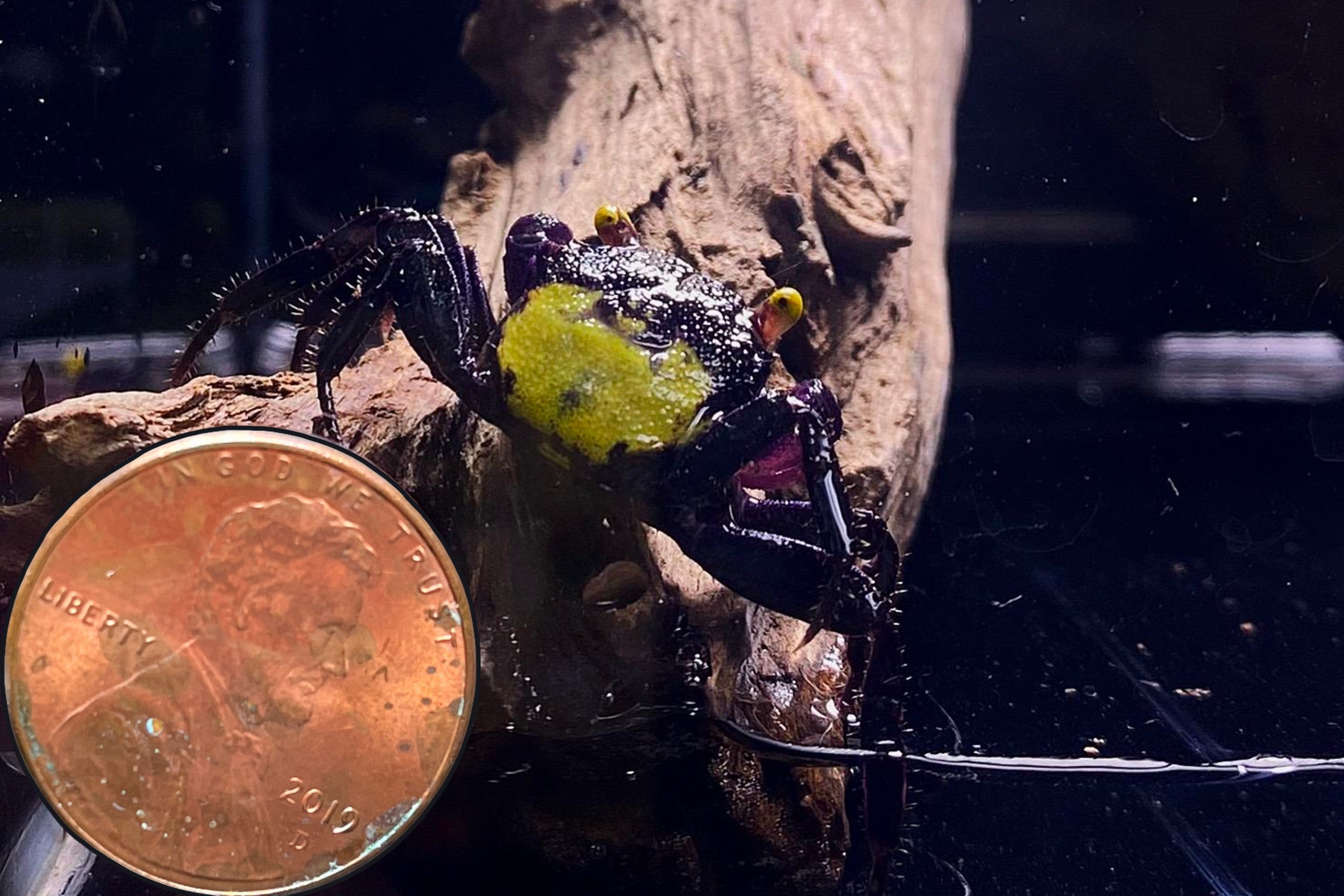 Assorted Vampire Crab - Unique Freshwater Crab for Sale