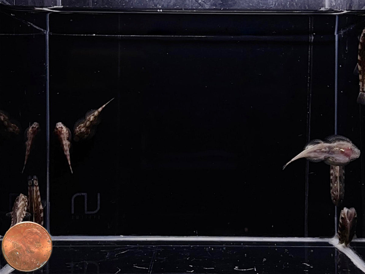 White Panda Borneo Loach