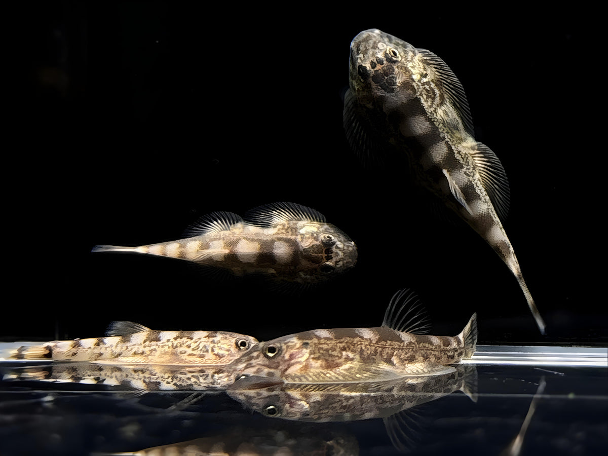 White Panda Borneo Loach