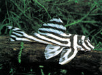 Zebra Pleco 1.0"-1.5"