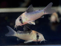 Orange Venezuelan Cory