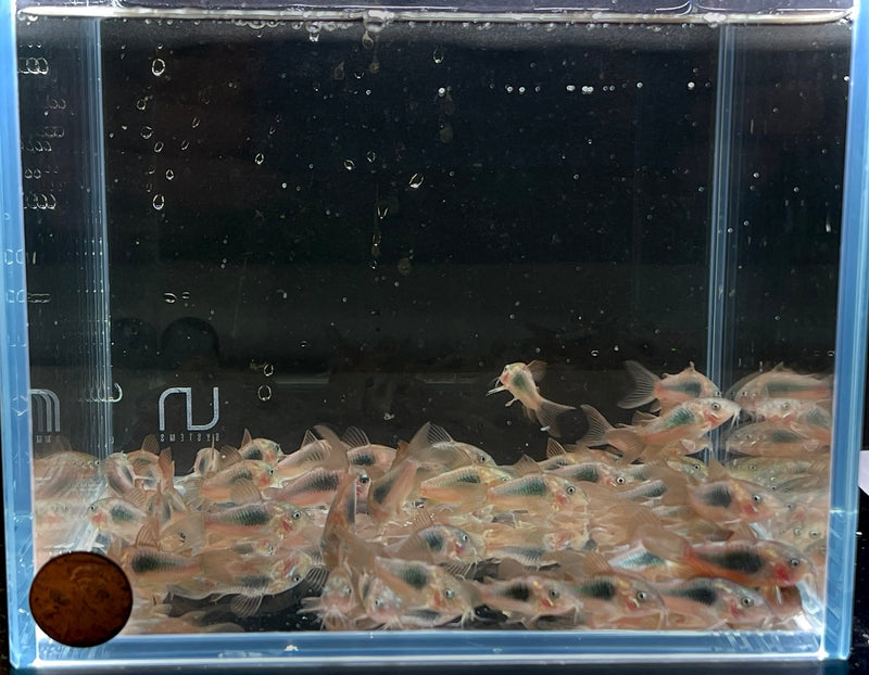 Aeneus Corydora - Colorful Freshwater Catfish for Sale