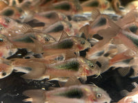 Orange Venezuelan Cory
