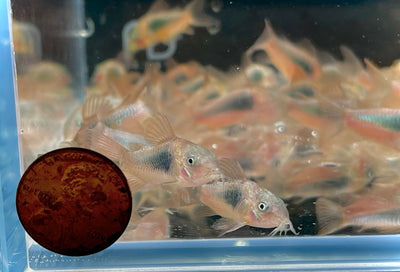 Aeneus Corydora - Colorful Freshwater Catfish for Sale