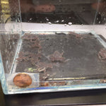 African Dwarf Frog - Aqua Huna