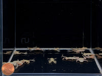 African Dwarf Frog - Blonde Leucistic