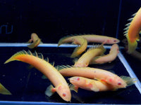 Neolamprologous Brichardi (1.5")