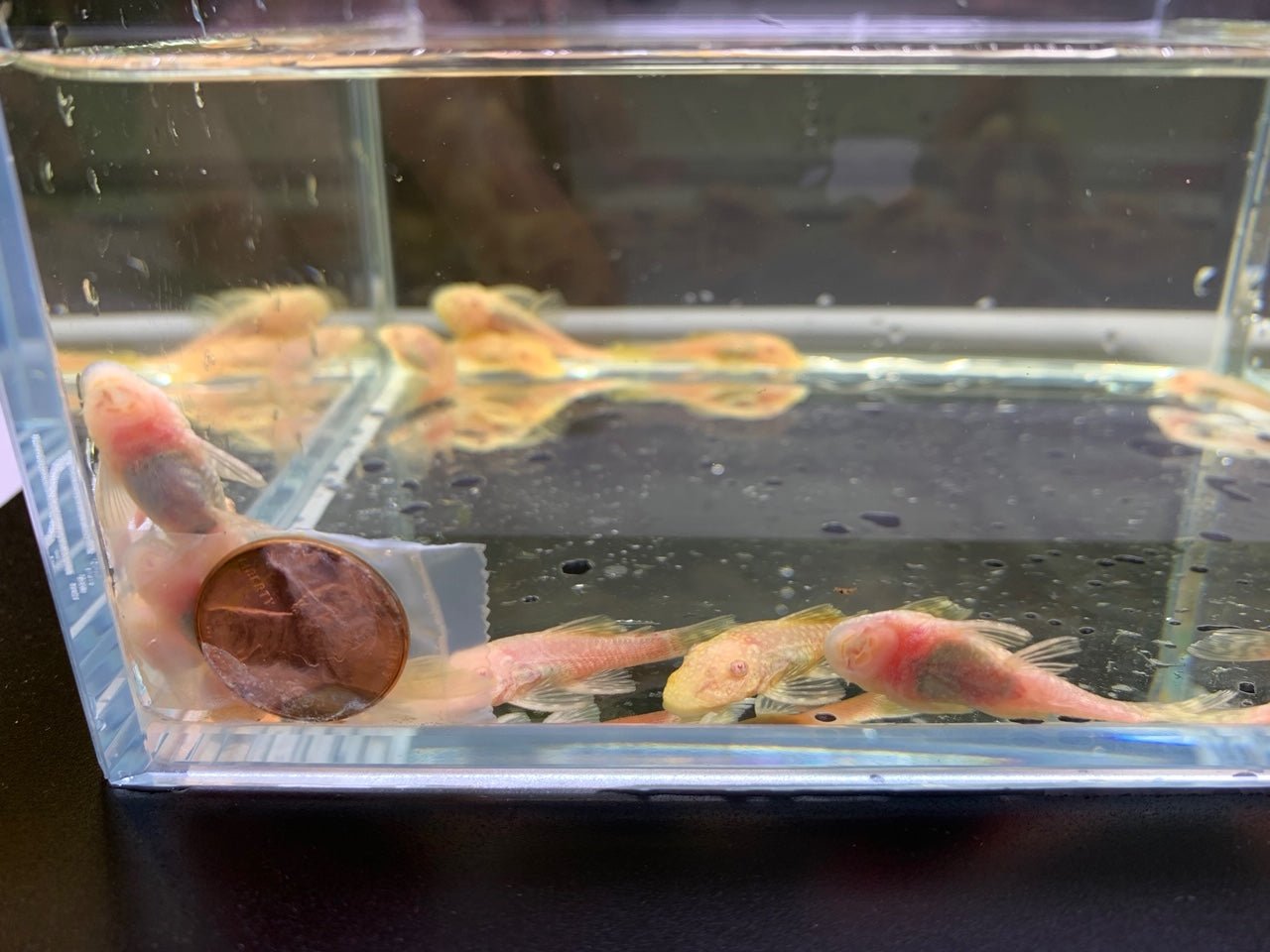 Albino Bushy Nose Pleco (1/2 inch) - Aqua Huna