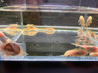Bushy Nose Pleco (1 inch)