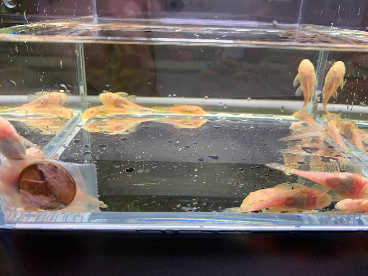 Albino Bushy Nose Pleco (1/2 inch) - Aqua Huna
