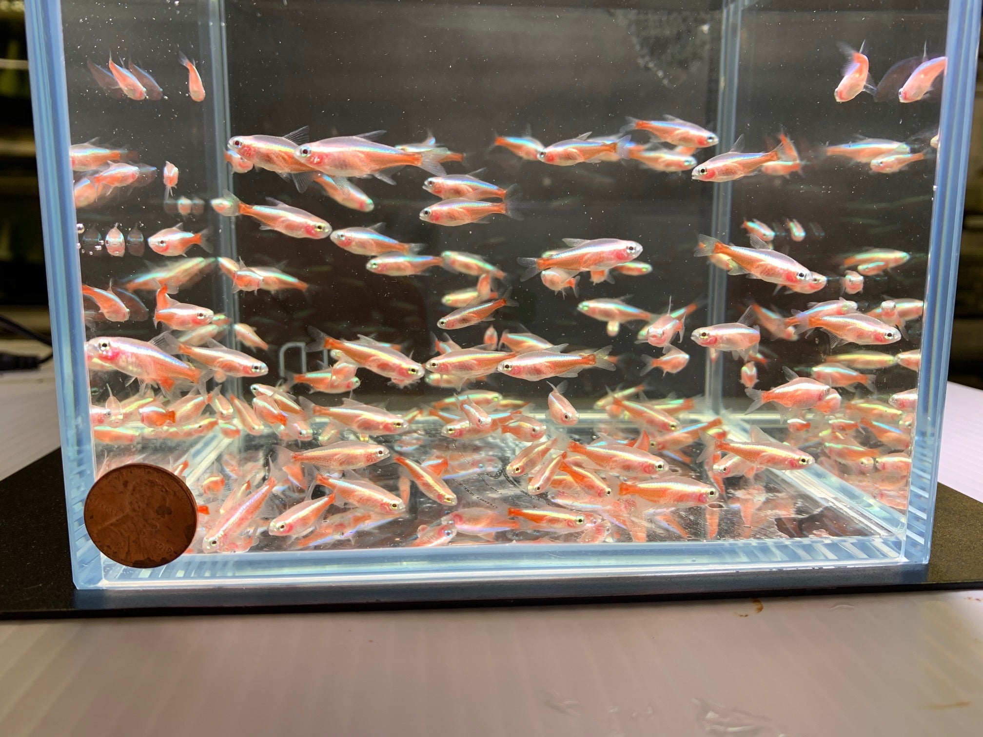 All | Wide Range of Freshwater Aquarium Fish & Species