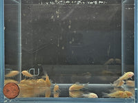 Rabauti Cory