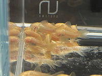 Albino Cory