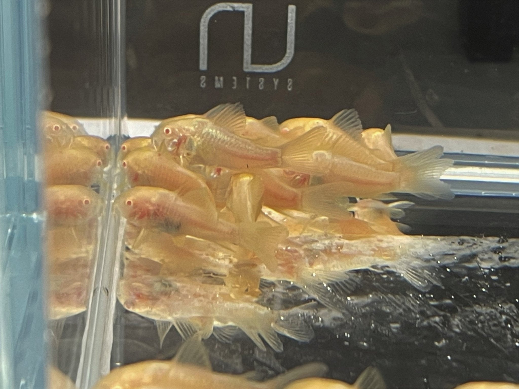 Albino Cory - Aqua Huna