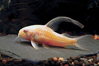 Albino Pygmy Corydora