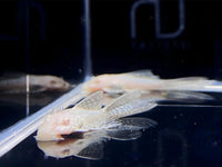 Albino Longfin Bushy nose Pleco (1.0" - 1.25") - Aqua Huna