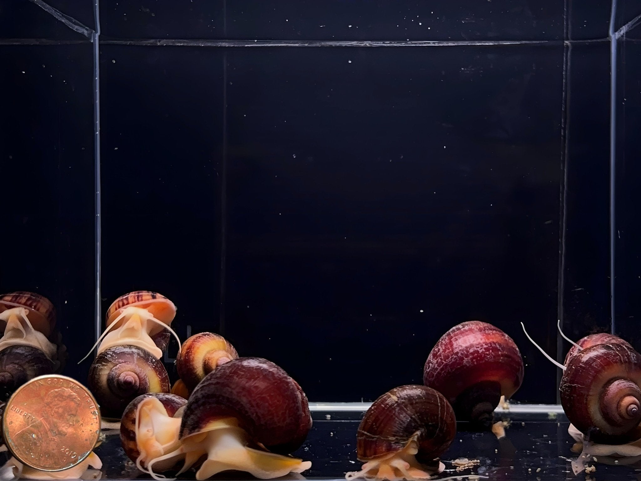 Albino Mystery Snail - Aqua Huna