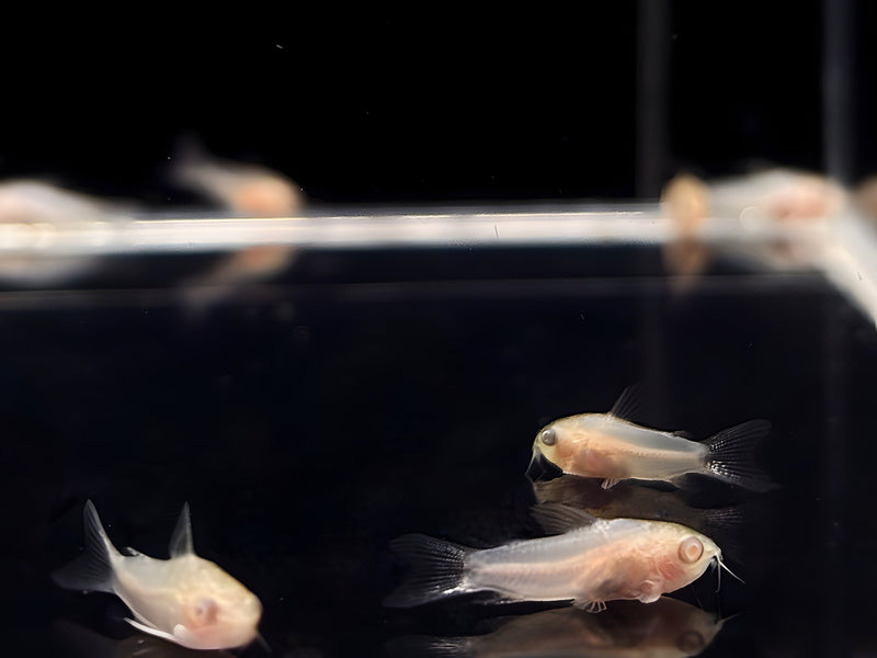 Albino Pygmy Corydora - Unique Mini Catfish for Sale