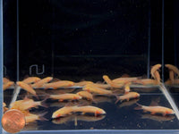 Albino Rainbow Shark (S) - Aqua Huna