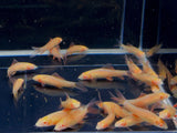 Albino Rainbow Shark (S) - Aqua Huna