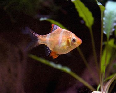 Albino Tiger Barb - Aqua Huna