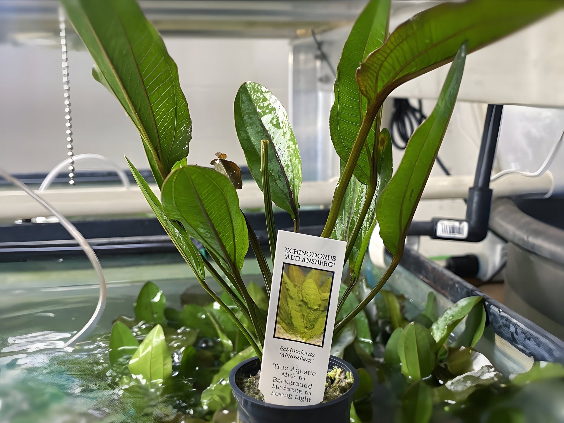 Altlandsberg Sword (Potted Plant)