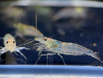 Amano Shrimp L - Aqua Huna