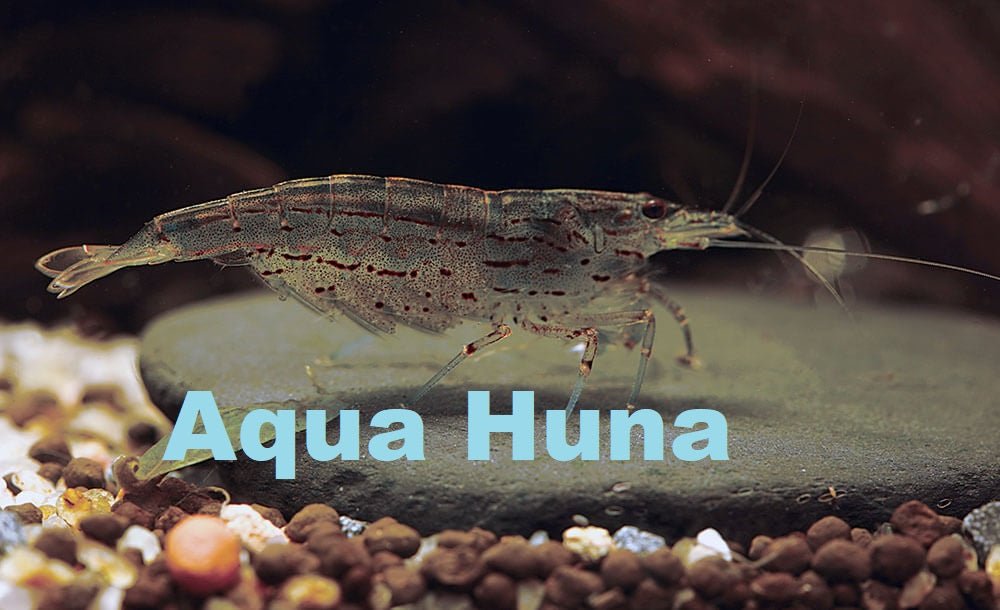 Aqua Shrimp出品 Freshwater Shrimp | Vibrant Aquarium Invertebrates