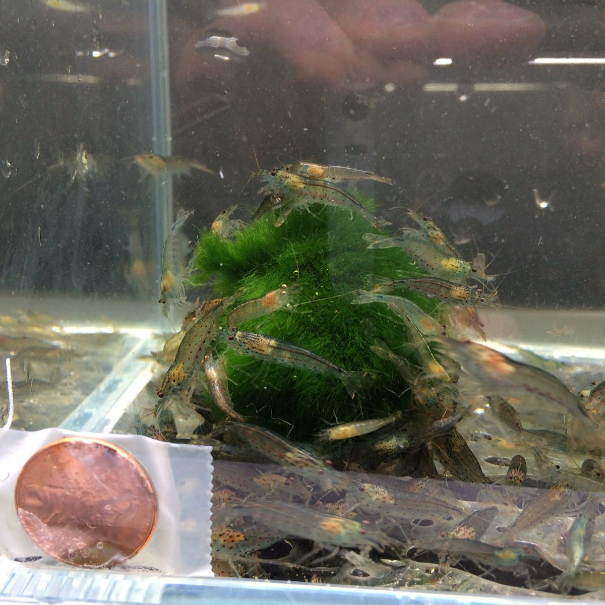 Amano Shrimp (Size:S) - Hardy Algae Eater – Aqua Huna