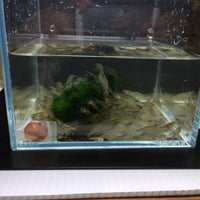 Amano Shrimp XL