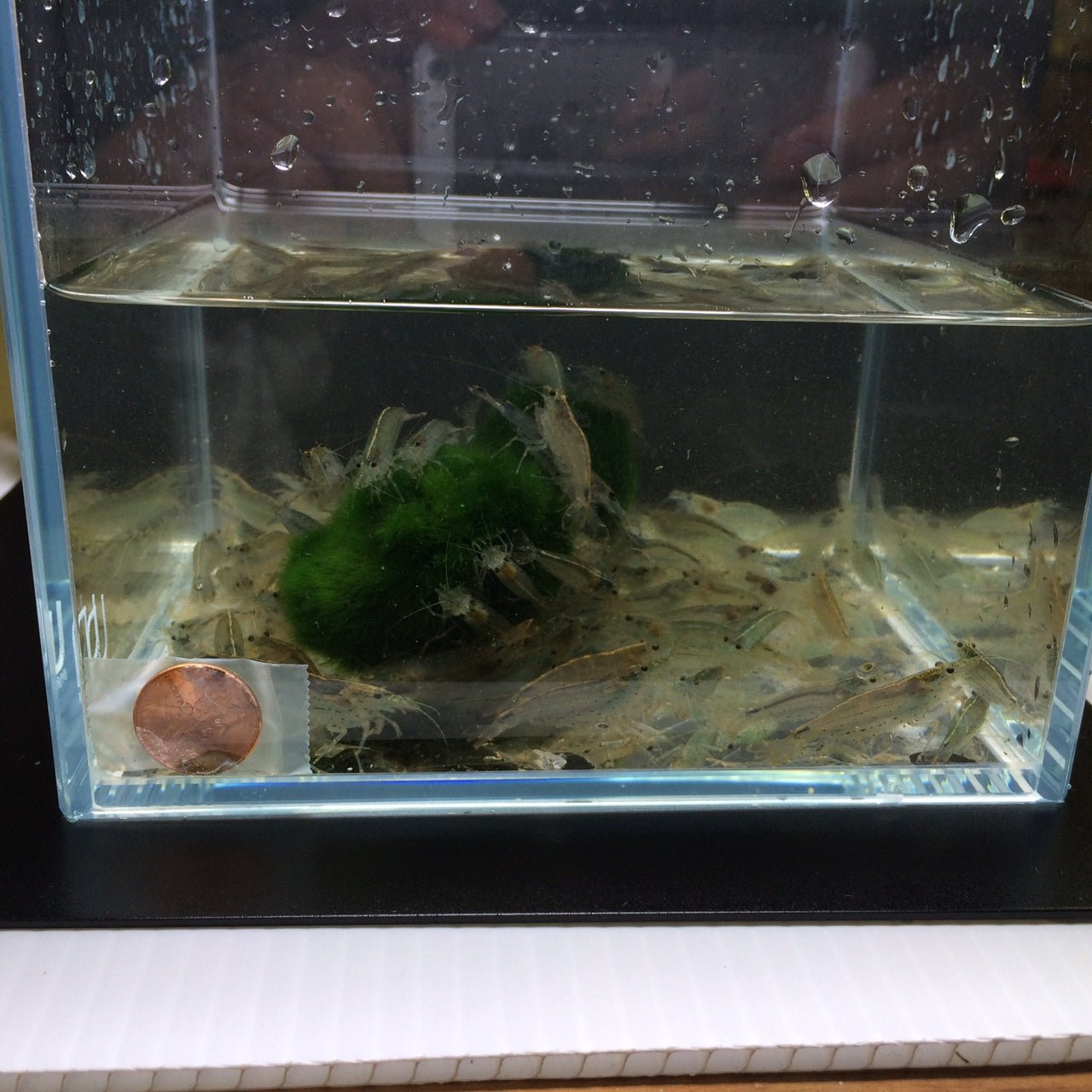 Amano Shrimp XL - Aqua Huna