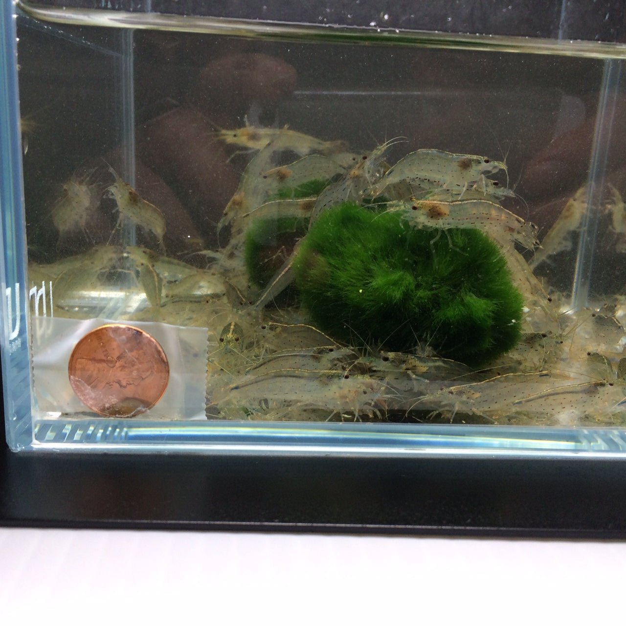 Amano Shrimp XL - Aqua Huna