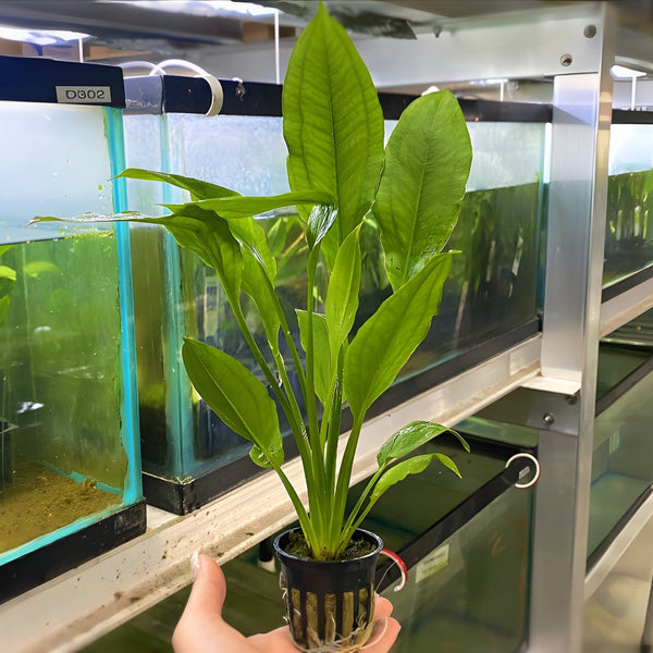 Amazon Sword (Potted Plant)
