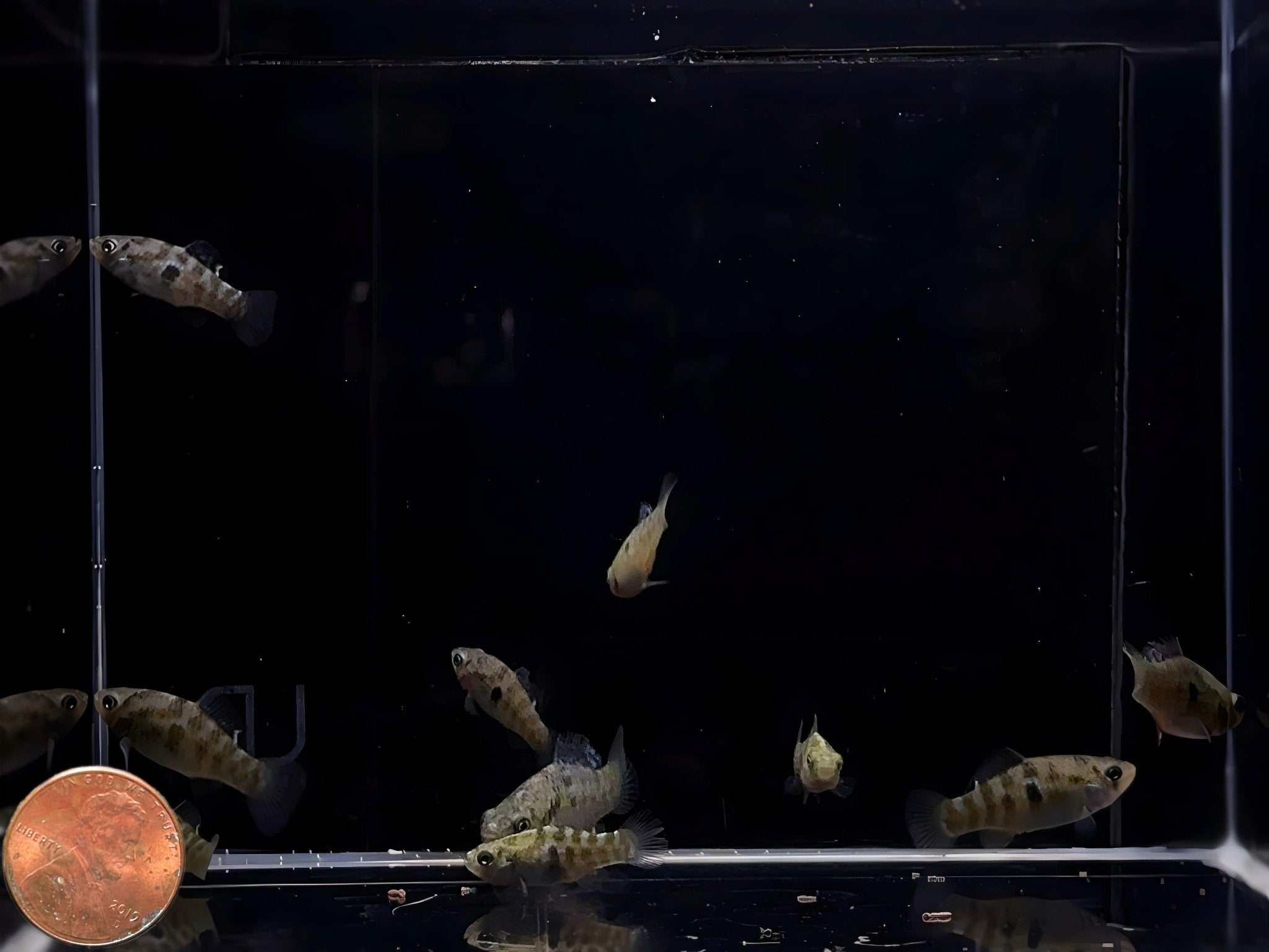 American Flagfish Killifish - Aqua Huna