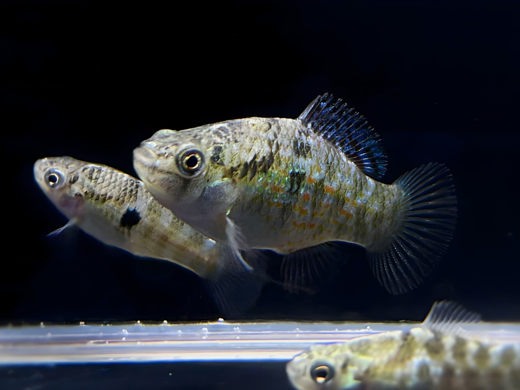 American Flagfish Killifish - Aqua Huna