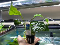 Anubias Barteri - Potted Plant - Aqua Huna