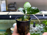 Anubias Coffeefolia - Potted Plant - Aqua Huna