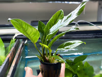 Anubias Congensis - Potted Plant - Aqua Huna