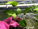 Anubias Hastifolia - Potted Plant - Aqua Huna