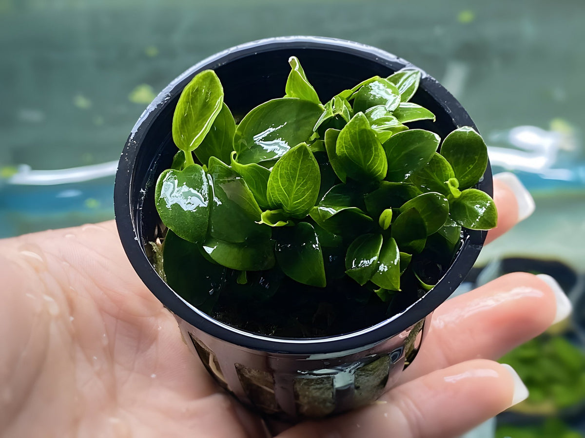 Potted Fish Anubias Nana Petite (Potted Plant) - Hardy Aquatic Plant – Aqua Huna