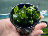 Anubias Nana Petite - Potted Plant - Aqua Huna