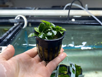 Anubias Nana Petite - Potted Plant - Aqua Huna