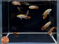 Apistogramma Agassizi Double Red