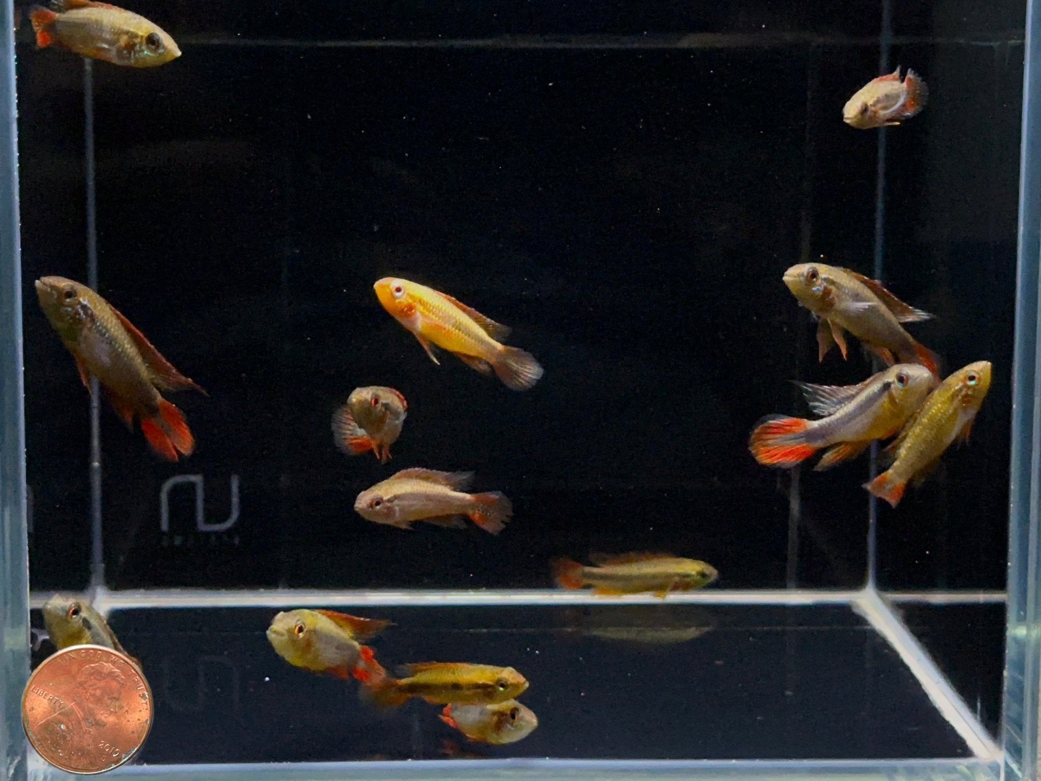 Apistogramma Agassizi Gold Red - Aqua Huna
