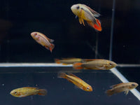 Apistogramma Agassizi Double Red