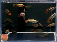 Apistogramma Agassizii Super Red